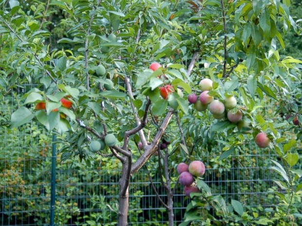 В США вырастили дерево, которое дает целый год 40 разных плодов