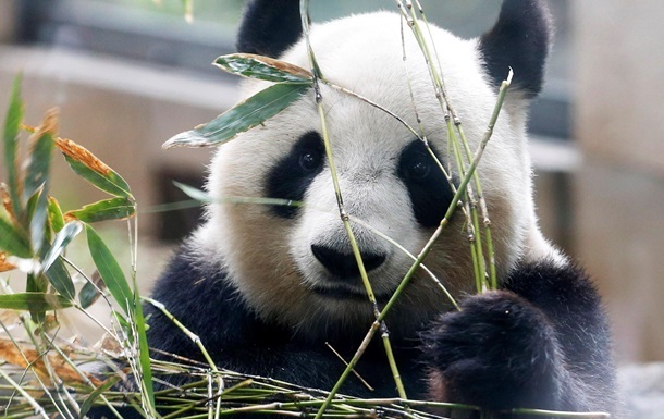 Большая панда потребляет вдвое меньше калорий, чем человек