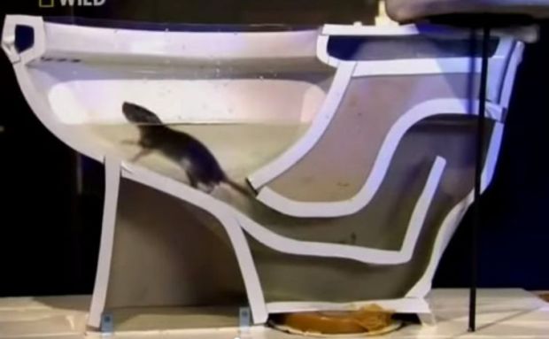 Как крыса может попасть в ваш дом через унитаз