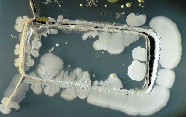 Женские гаджеты грязнее: ученые показали количество бактерий на телефонах