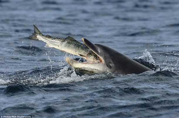 Фотограф запечатлел поведение дельфинов во время миграции
