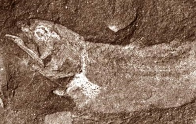 В Африке нашли древнейшую "сухопутную" рыбу
