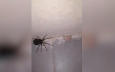 В сети появилось видео "взрывающейся" самки паука