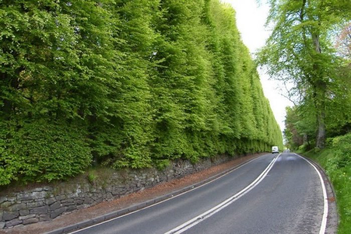 Самый большой в мире буковый хедж Meikleour Beech Hedges