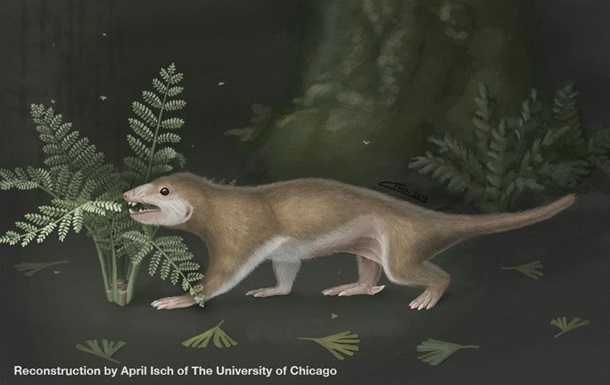 Палеонтологи определили цвет первых млекопитающих