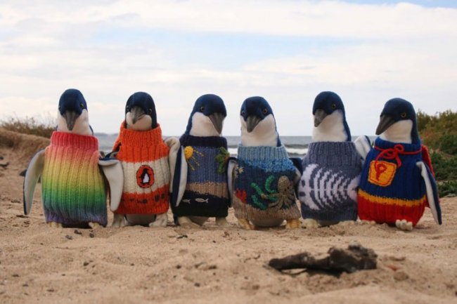 Одежда для австралийских пингвинов-сирот