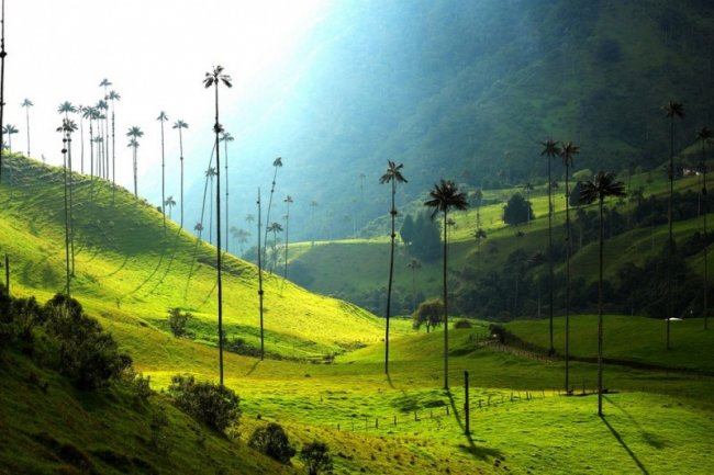 Долина Кокора - место где растут самые высокие пальмы
