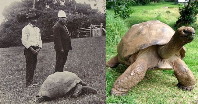 Самая старая черепаха в мире
