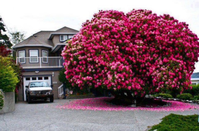 Уникальное дерево Рододендрон "Синтия"