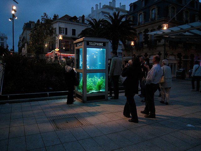 Аквариумы с экзотическими рыбками – из телефонных будок