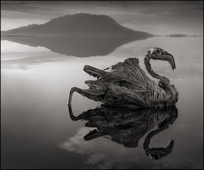 Озеро Натрон превращает животных в каменные статуи