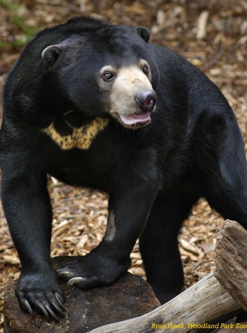 Малайский медведь — самый маленький медведь в мире