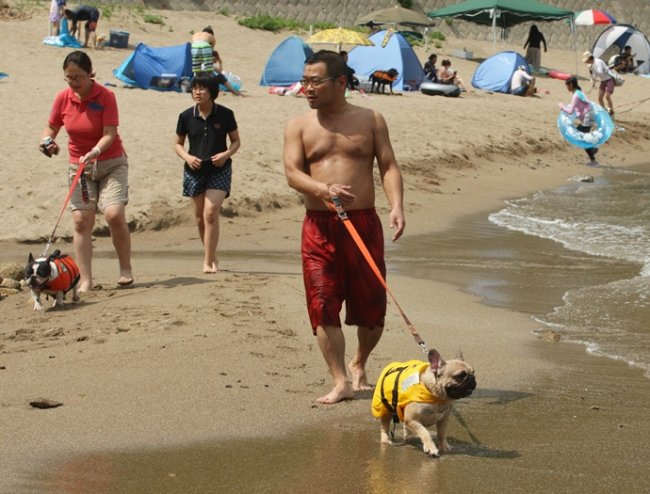 В Японии открыт пляж для собак