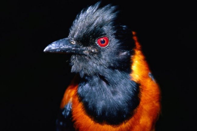 Ядовитая птица - питаху