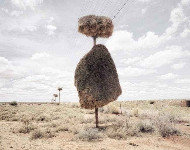 Гнезда ткачиков в пустыне Калахари