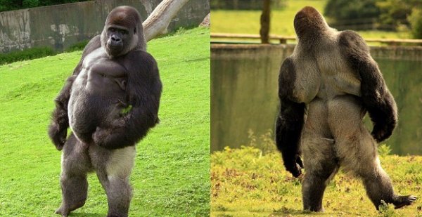 Прямоходящая горилла по кличке Амбам