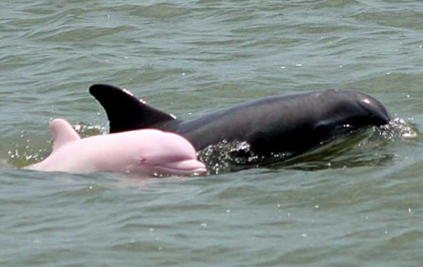Американец сфотографировал редкого розового дельфина