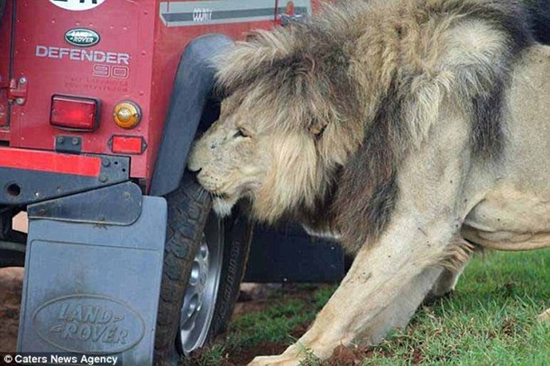 Гид заснял нападение львов на туристов в Танзании