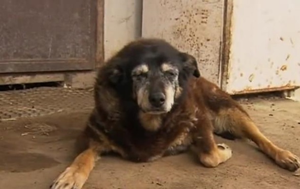 В Австралии нашли "самую старую" в мире собаку