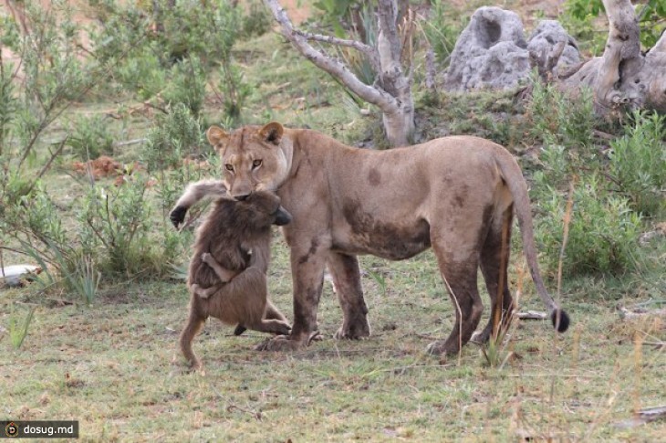 Львица убила бабуина, но то что произошло дальше повергло в шок фотографа