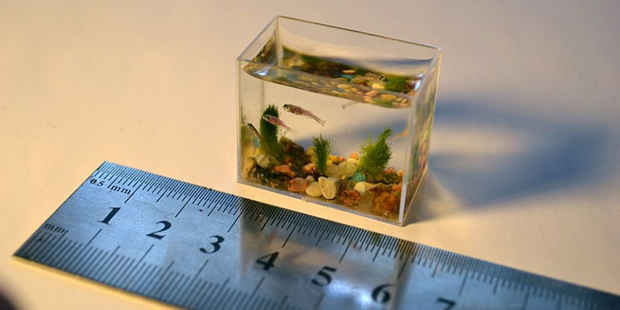 Самый маленький в мире аквариум с рыбками