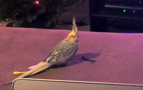 Поющий мелодию iPhone попугай увидел видео с собой