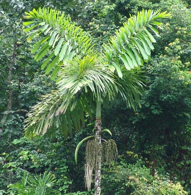 Iriartea gigantea – пальма с самой необычной формой корней