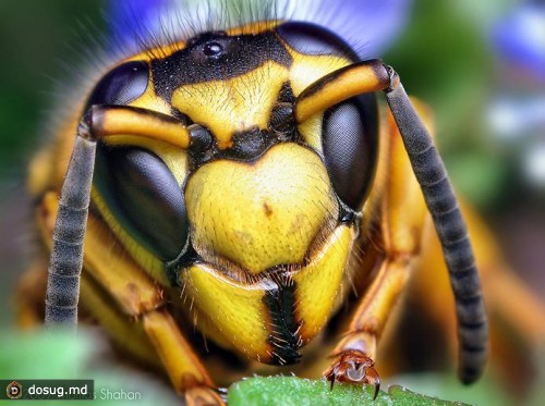 Макросъемка насекомых - фотограф Томас Шэхэн