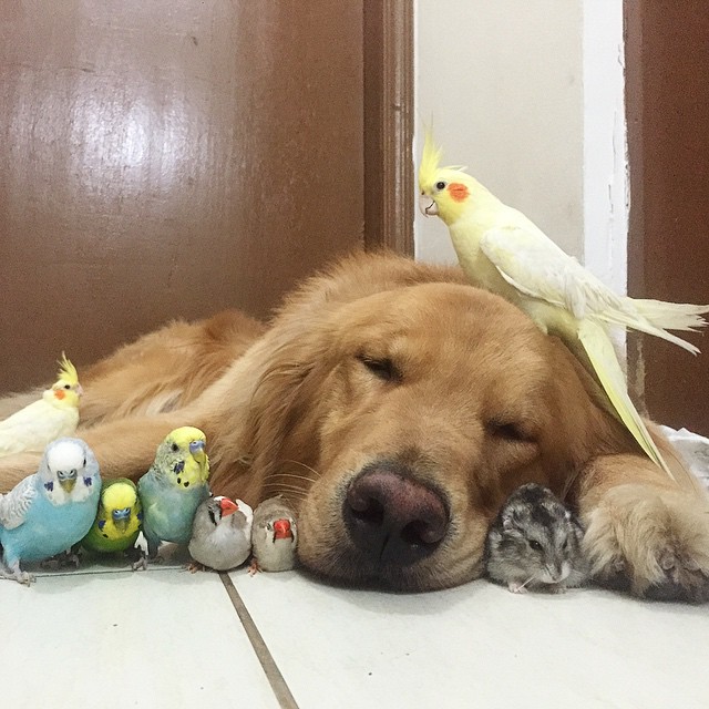 Собака, хомяк и 8 попугайчиков – самые необычные лучшие друзья