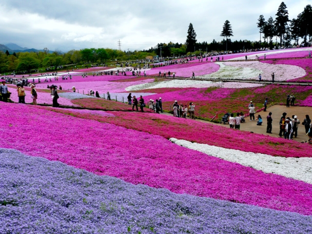 Цветочные красоты парка Hitsujiyama