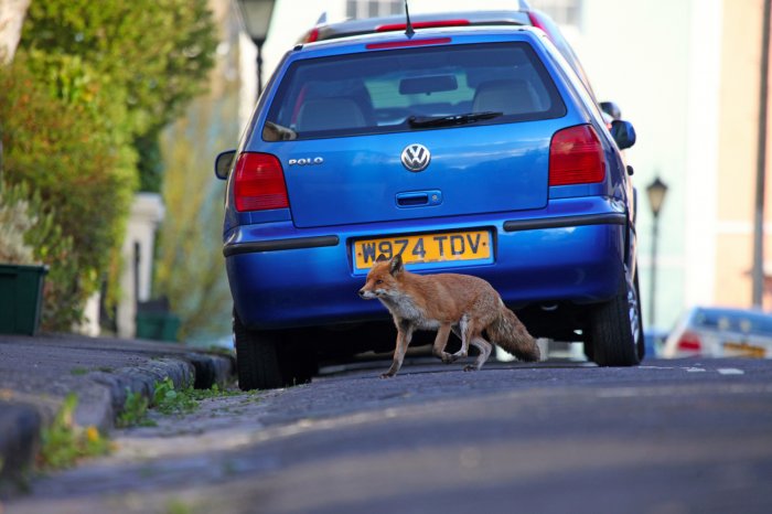 Фотопроект «Urban Fox Project»