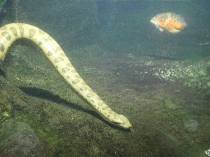 Самая тяжелая и большая змея в мире — Анаконда (Eunectes murinus)