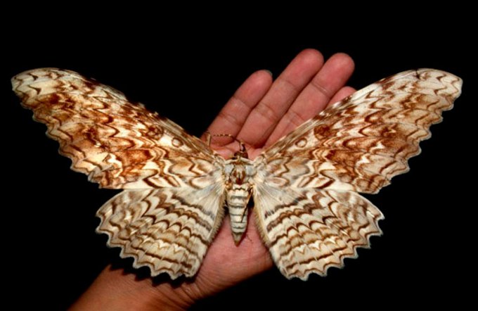 Самая большая ночная бабочка в мире — Совка агриппина