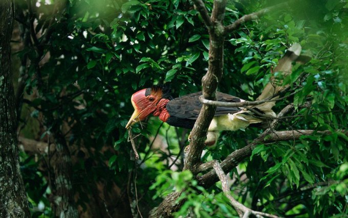 Необычные птицы — Шлемоклювый калао