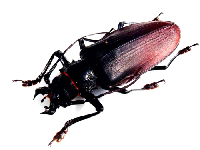 Самые большие насекомые — Дровосек-титан