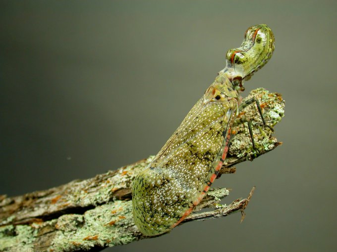 Самые необычные насекомые — Fulgora laternaria