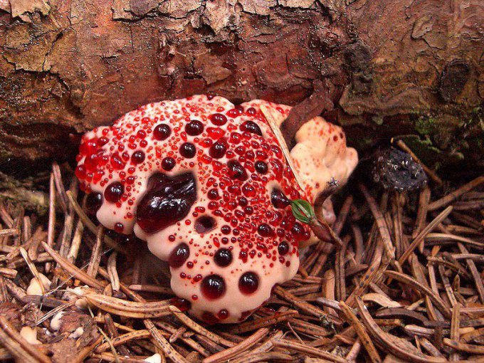 Самые необычные виды грибов — Гиднеллум Пека