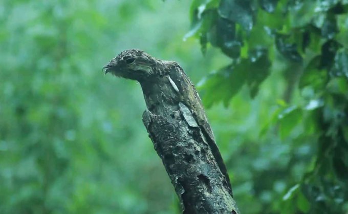 Самые необычные виды птиц — Настоящие козодои