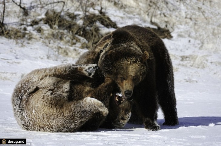 Медвежьи обнимашки