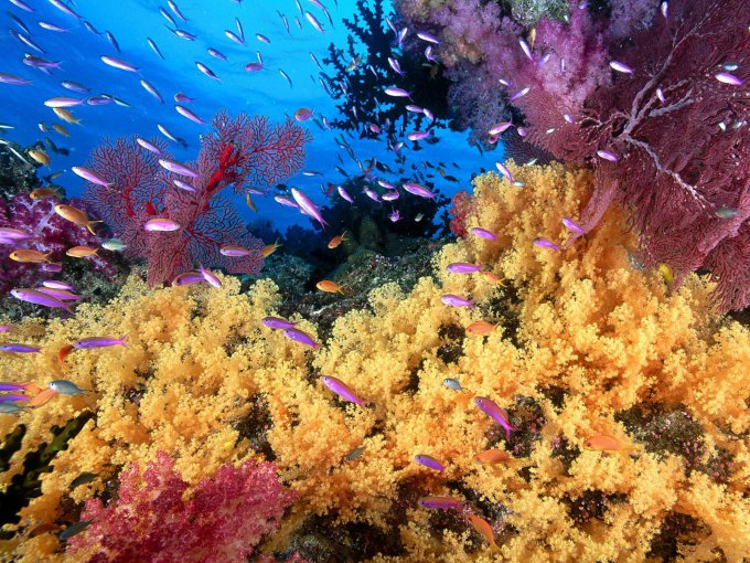 Коралловые рифы – одна из важнейших экосистем Мирового океана