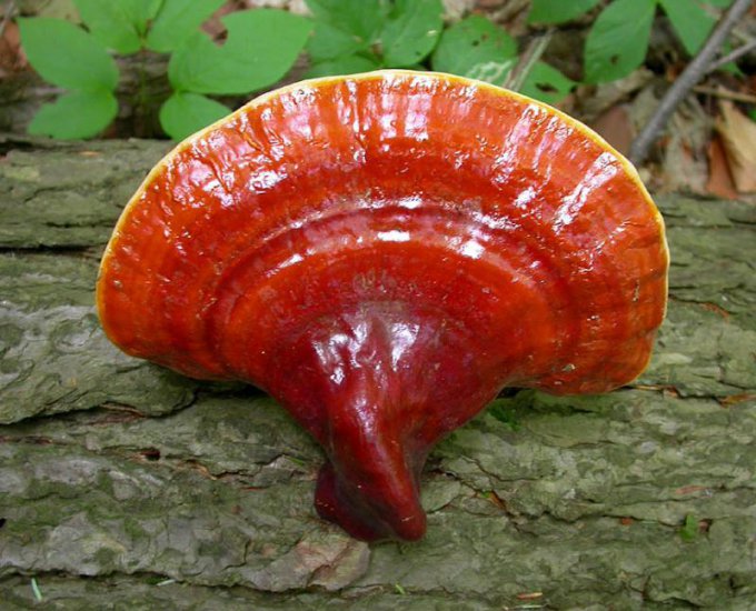 Самые интересные виды грибов — Линчжи (Ganoderma lucidum)