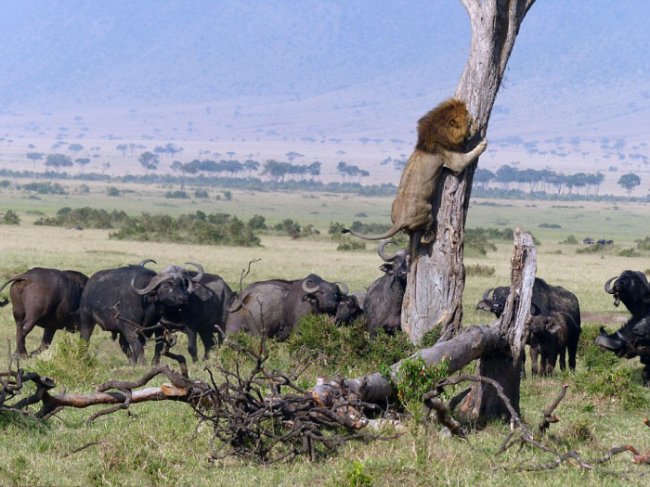 Лев убегает от буйволов