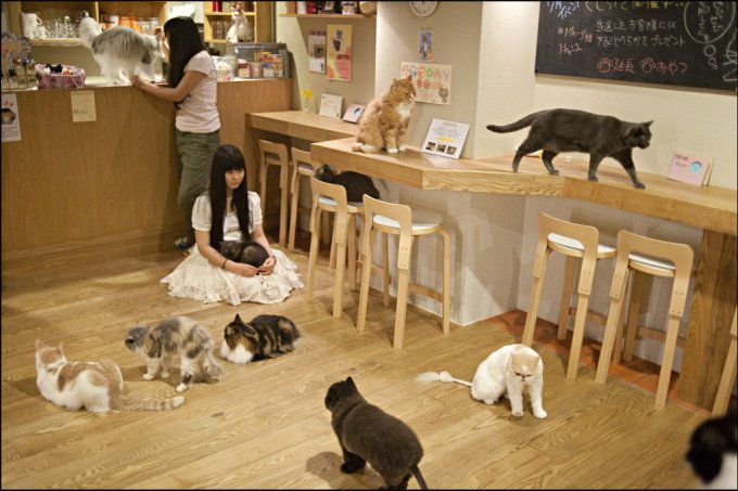 Кошачье кафе в Мельбурне - «Cat Cafe»