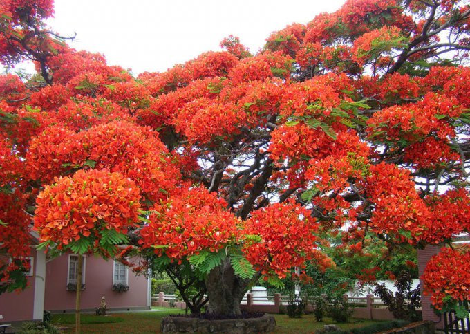 Самые красивые деревья на планете – Делоникс королевский
