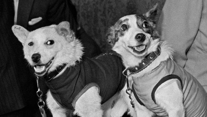 Почему первыми космонавтами стали именно собаки?