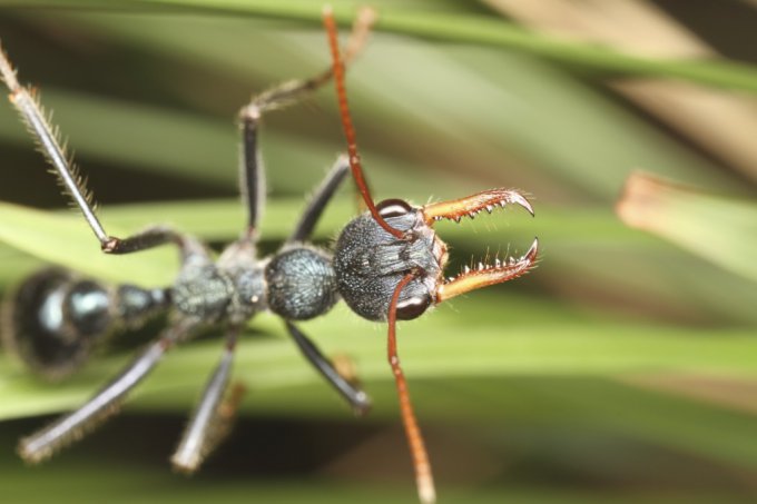 Самый опасный в мире муравей - Myrmecia pyriformis