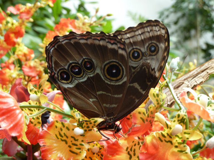 Дом бабочек в Вене Schmetterling Haus