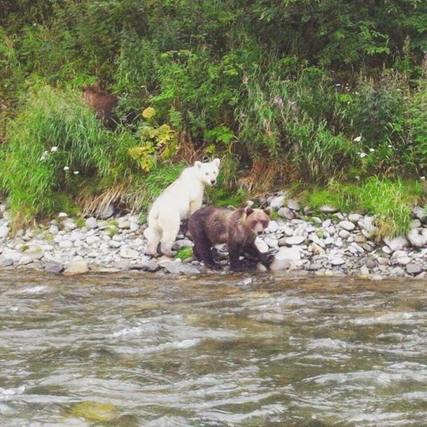 На Камчатке замечен бурый медведь в белом цвете