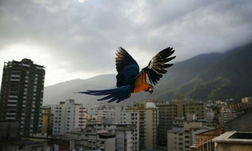 В Каракасе вместо воробьёв и голубей — попугаи ара