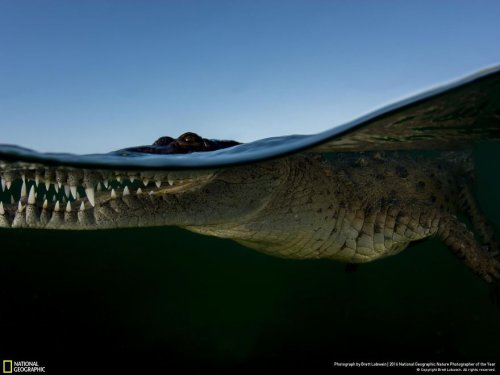 Финалисты фотоконкурса National Geographic "Фотограф дикой природы-2016"